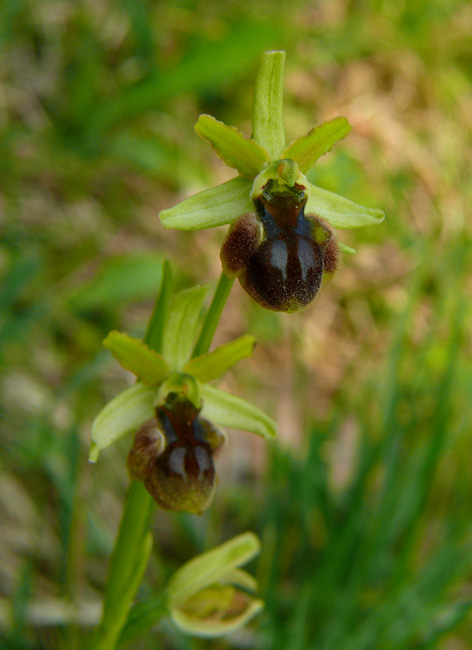 Ophrys sphegodes - variabilit